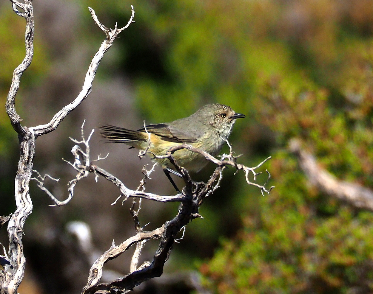 image Slender-billed Thornbill
